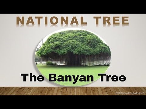 Why Banyan is Indian National Tree| The National Tree of India | The Banyan Tree |
