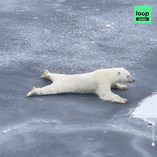 Tourists filmed this polar bear skillfully crossing a patch of thin ice in the arctic ocean in september. These skills will come in handy as polar ice becomes more unpredictable in the face of climate change. | Loopsider English