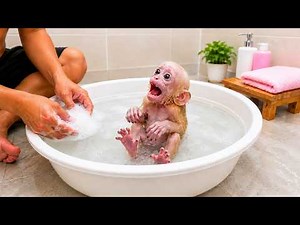 Tiny Baby Monkey Looks Nervous During Bath Time Until Dad Gently Calms Him Down