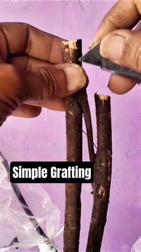 #simple #grafting #shorts #youtubeshorts #gardening #plants #fyp #plantlover