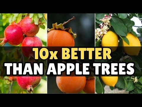 10 Fruit Trees That Produce Huge Harvests(Now You Know?!!!)