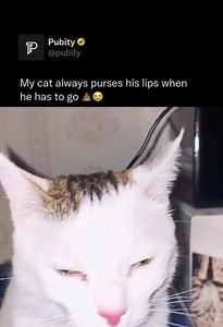 Why Cats Make Funny Faces in the Litter Box