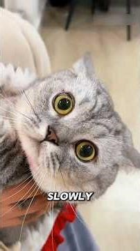 This cat had the weirdest habit ever 😳🐱 #shorts #cats