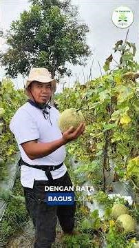 Panen melon tetap optimal walau dilanda hujan terus menerus. Apa rahasianya?? 😱 #petani #melon