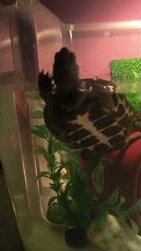Turtix is swimming in his water tank.#turtle