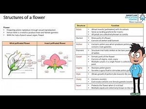 Reproduction: Structures of a flower