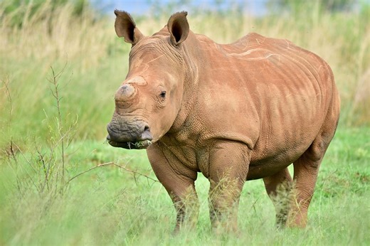 Rhino poaching remains SA's toughest conservation hurdle: WWF - SABC News - Breaking news, special reports, world, business, sport coverage of all South African current events. Africa's news leader.