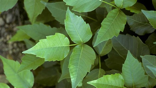 Preventing and treating common summer rashes in Maine