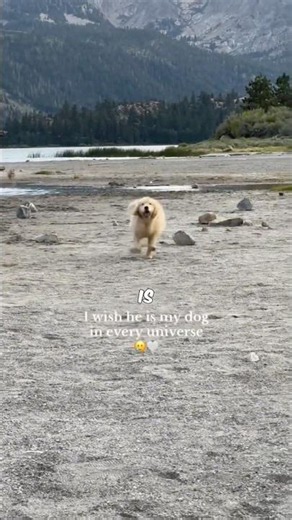 Why Does My Dog Follow Me Everywhere?
