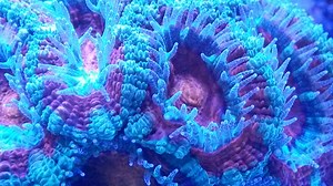 What is the Balling Method?