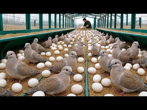 Pigeons farm - How to raise pigeons for business at home - Poultry farming & harvest millions
