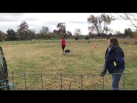 AKC Herding Tested (HT) Leg 1