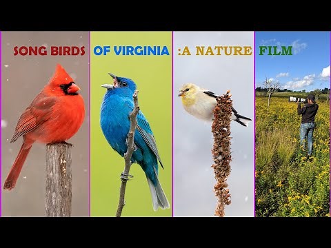 SONG BIRDS OF VIRGINIA - A WILDLIFE FILM