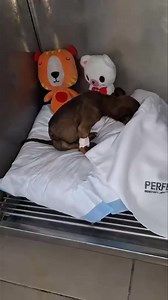 4K views · 501 reactions | Lestat has his very own bed (which is...