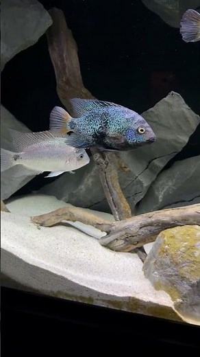 The Jaguar Cichlid & Tank Mates