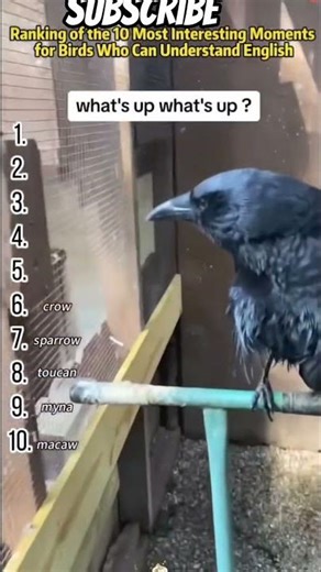 These parrots can imitate any sound you imagine 😂 #birds#shorts