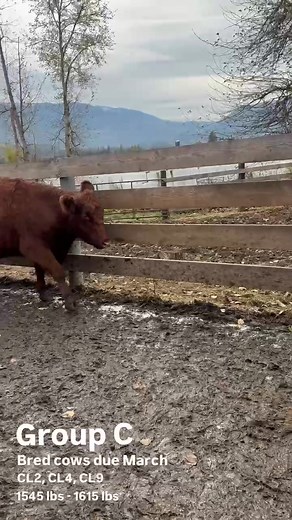 LOT #9 Crystal Lake Ranch bred cows. BC Livestock Producer’s Coop | Lady Luck Female sale