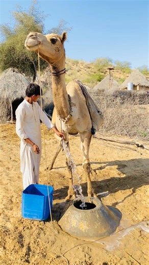 يبذل المزارعون جهوداً مضنية من أماكن بعيدة لجلب الماء لأنفسهم باستخدام الجمال