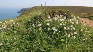 Footage of specific white wild flowers (Saxifraga hypnoides) moving in the wind on the coastline in Brittany in North of France, close to Cap Frehel on Armor Coast.