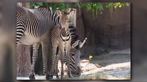 St. Louis Zoo introduces new baby zebra