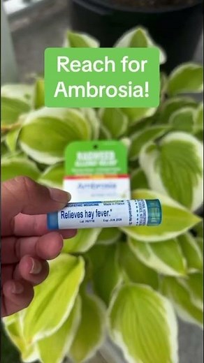 Ragweed Allergy Relief