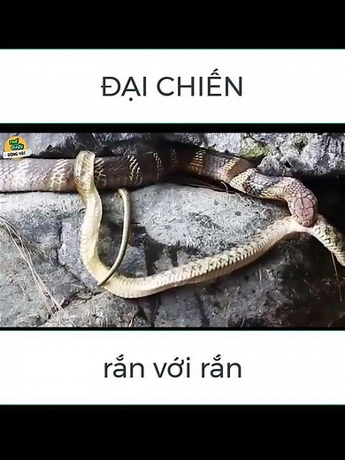 🌍Rắn Hổ Mang Chúa Săn Mồi #thếgiớiđộngvật