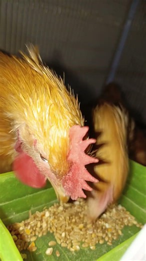 My Golden Buff My Chicks My Love #birds #fancybird #hen