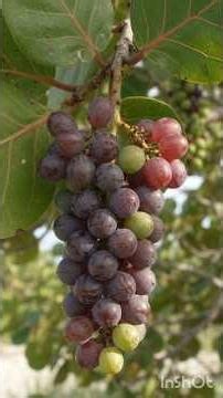 🌱🍇 From Tiny Seed to Sea Grapes! 🌱 | Amazing Plant Life 🍇 #shorts #seagrape