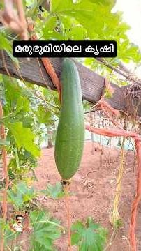 Peach. Desert farming Al ain UAE #agriculture #agriculturefarming #popular #community