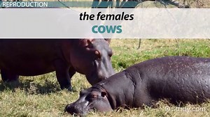 Hippo Mating & Reproduction | Overview, Gestation Period & Birth