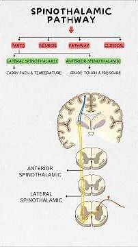 Spinothalamic Tract Made Easy | Best Mnemonic & Trick to Learn Sensory Pathways Fast | Neuroanatomy