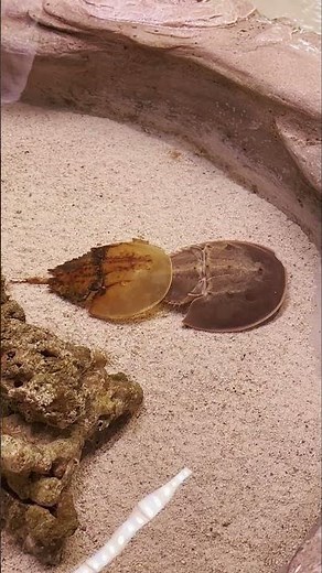 Horseshoe Crab Molts at MDC!