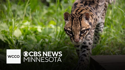 Oldest ocelot in human care celebrates birthday in Minnesota