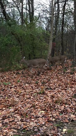 #maxinesrockinanimals #deer #ilovedeer