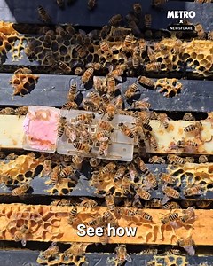 The moment bees accepted their new queen | Metro