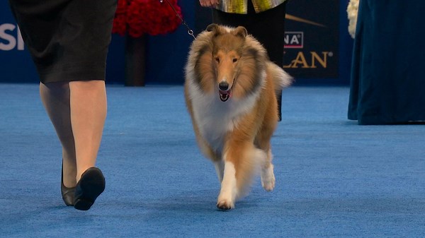2025 NDS: Collie (Rough)