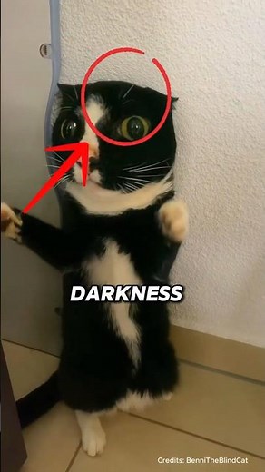 This Blind Cat Was Rescued and Given the Life He Deserves #animalhealth #cat #blindcats