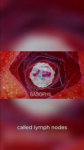 (ch10.5)Lymphatic Vessels & Lymph Nodes Explained | Body Defense System