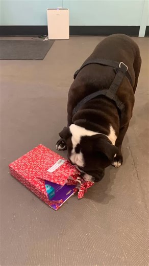 Gizmo’s Dog Den on Instagram: "Thank you, Szilva! - Batman Believe it or not, Batman loves puzzles. Why? TREATS. 😂"