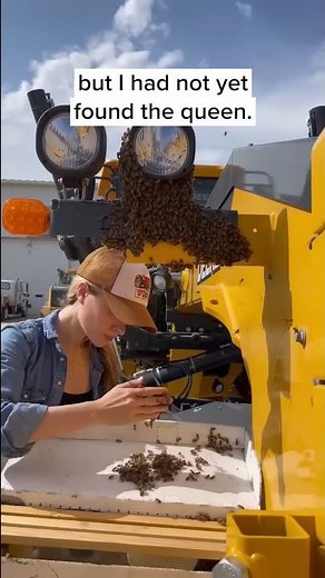 The Most Amazing Swarm of Bees I've Ever Seen