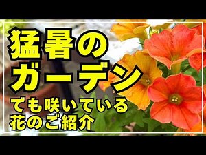 [July Garden Tour] A walk through my sweltering garden to see which flowers are in bloom