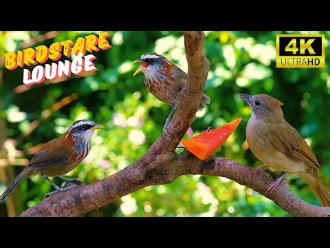 Peaceful Morning With Singing Birds In A Green Garden😺Bird For Cats [4K]