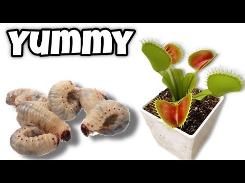 Venus Flytrap Feeding