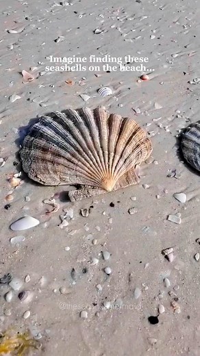 These seashells are actually fossilized scallops known as Chesapectin Jeffersonius and they are between 4 and 5 Million years old! 😳 . These extremely fragile shells were found in Virginia near a river and have only been found there and North Carolina. 💙 . Can you guess who they were named after? Comment your thoughts below and share with a friend! ✨️ #fossilhunting #seashells #fyp #beachcombingfinds