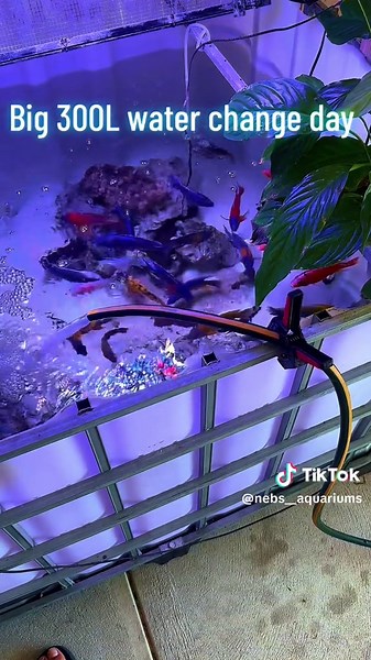 #cichlids #petfishtiktok #pets #fyp #viralvideo #fypシ゚viral #worldwide #trending #aquarium