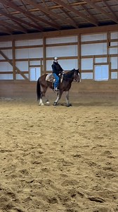 31K views · 91 reactions | SOLD Clyde is a 4 year old draft cross gelding. Just a hair over 15.3 hands. A super nice started gelding! Clyde has a really nice one step lope! He is a quick learner and is ready to go in any direction! Located in Upton Ky, delivery is available  #DraftCross #Kentucky #clydesdalehorse | Diamond A Horses & Ponies | Facebook