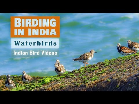 Water birds of India - Aquatic Birds - Birding in India