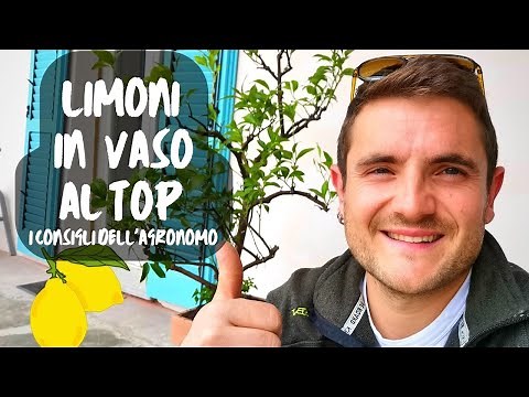 POTATURA E CURA DEL LIMONE IN VASO