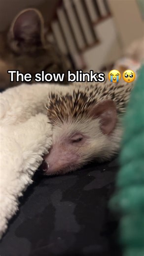 Adorable Hedgehog Moments That Melt Your Heart