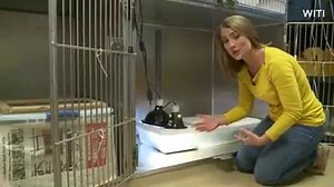 7.3K views · 103 reactions | How do you help a turtle with a broken shell? You wouldn't believe what they did to save this turtle hit by a car. | KTVL CBS 10 | Facebook